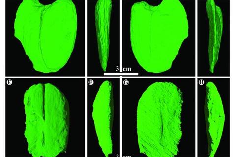 Giant Fossil seeds from Borneo